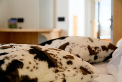 Stanza Torre di Pisa