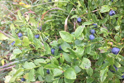 C19EA779-C542-4A0A-95DE-E1EF7407CA61