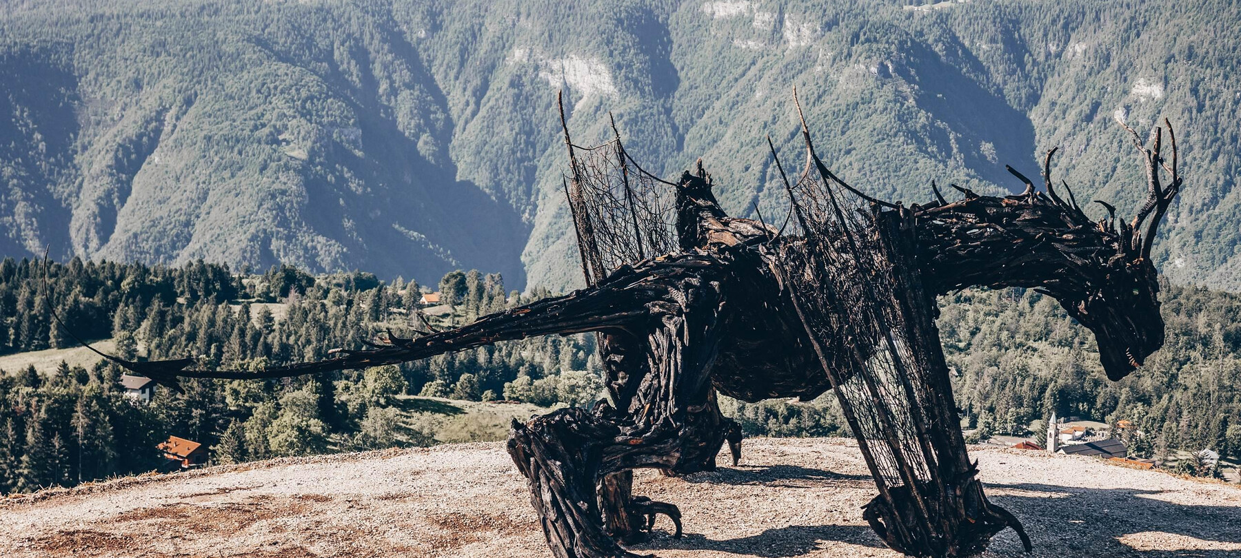 Sum_Drago Vaia Regeneration_Magrè_Lavarone_Apt Alp