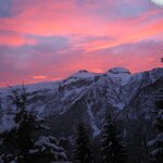  foto van RODODENDRO 14