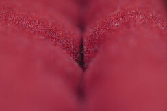 Soldanella_0032-HDR (14)