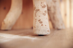 Soldanella_0032-HDR (19)