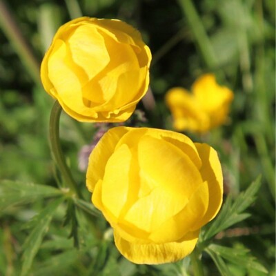 Fiore "Botton d' Oro"