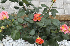 4C0BF609-34E2-4E0B-BA20-5C5564DA6E79