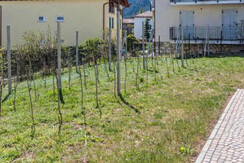 Renetta cipat 804176 foto 20