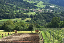 6495E7E5-F1FD-49CD-8A50-0F9046372402