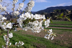 USER_SCOPED_TEMP_DATA_media_upload2_1555875224975