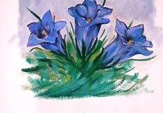 Appartamento Genziana