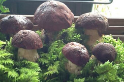 Casa-Pendola---Roncegno-Terme-1100-4114923 - Copia