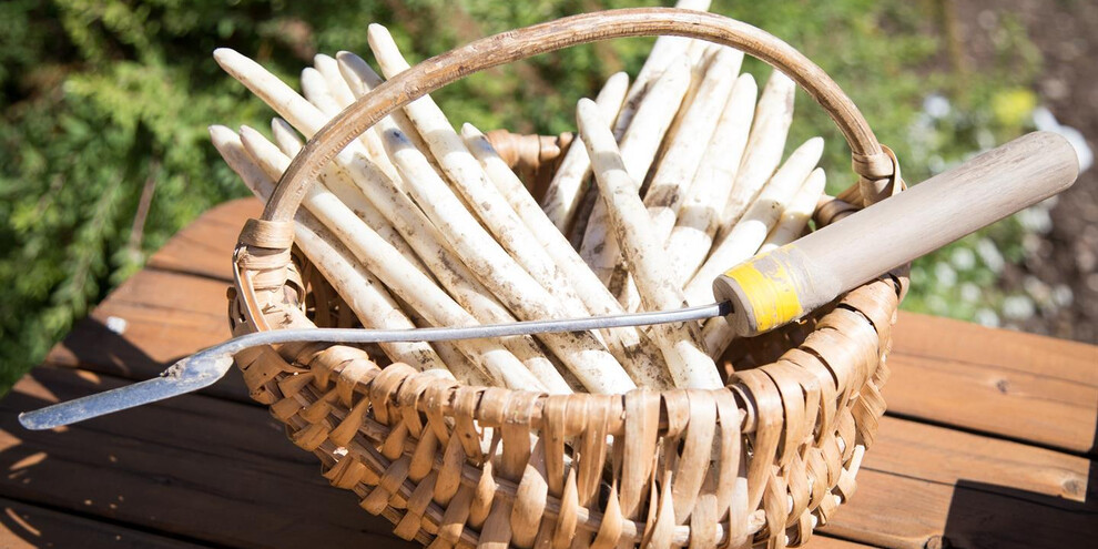 Asparagi dalla terra alla tavola