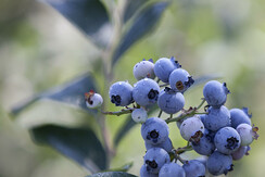 APPART HOTEL IL MIRTILLO