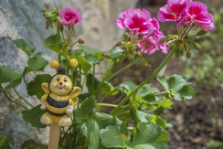 Mas de la Bolp, Val di Rabbi, Trentino, Genzianell