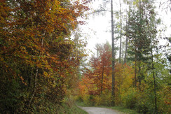strada per baita in autunno