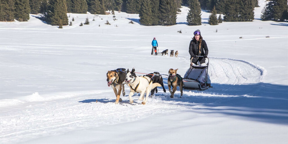 Trentino - sleddog