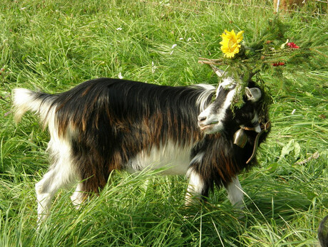 The Mòcheno Dappled Goat Exhibition