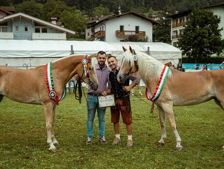 Haflinger & Noriker horse-gathering