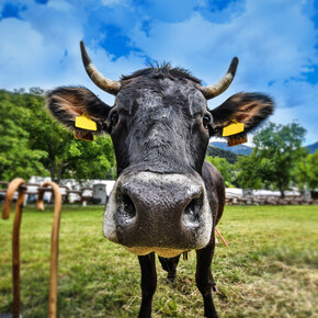 “Razza Rendena” cows event