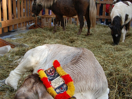 Atmosfere e Tradizioni