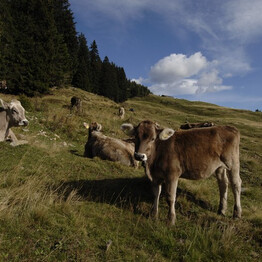 Albe in Malga - Malga Canali