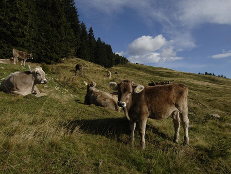 Albe in Malga - Malga Canali
