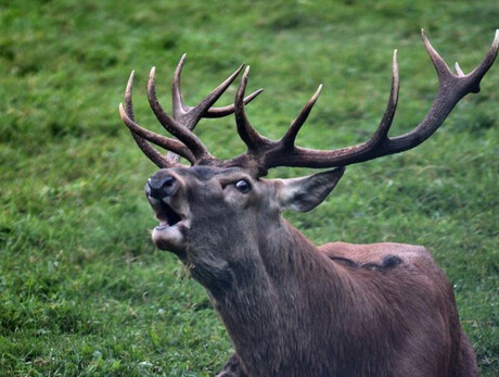 Ascolta il Bramito del Cervo
