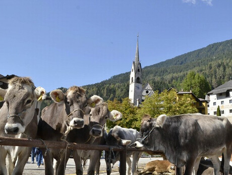 Cattle Show Competition