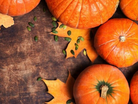 Pumpkin Festival: "I Have a Pumpkin on My Head"