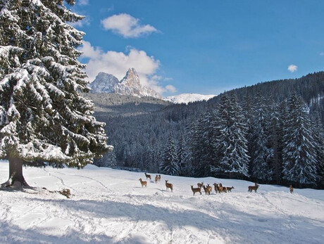 Sulle tracce degli animali e degli alberi che suonano