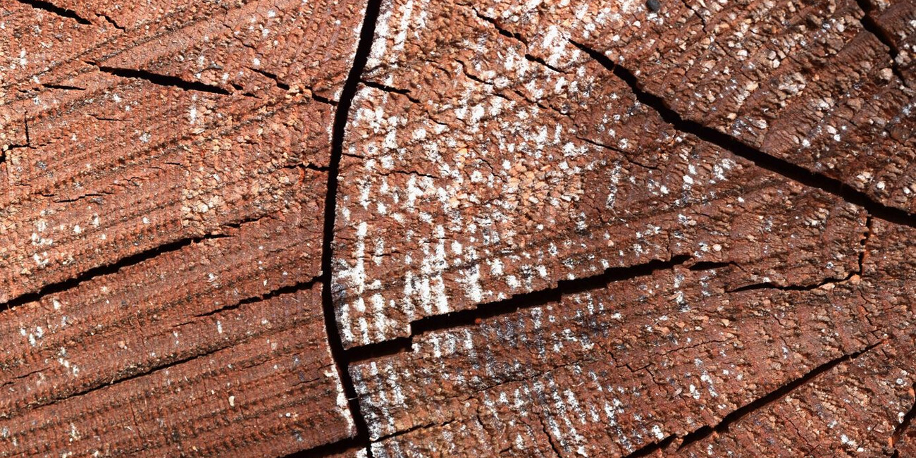 Alla scoperta di Paneveggio, la Foresta che Suona