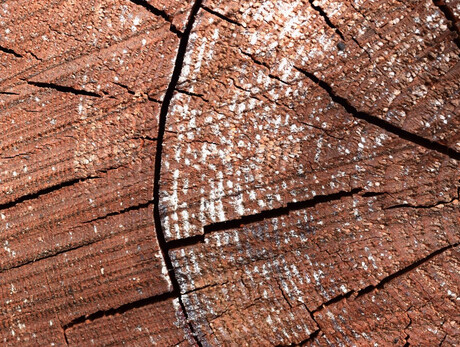 Alla scoperta di Paneveggio, la Foresta che Suona