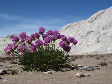 Equilibri d'alta quota