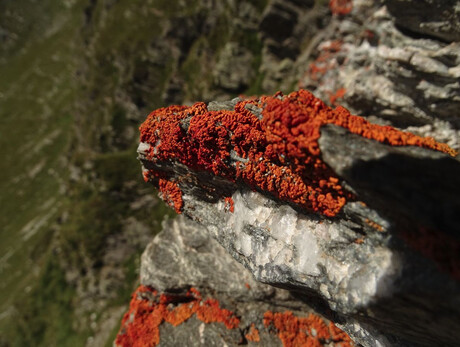 Alla scoperta del misterioso mondo dei licheni
