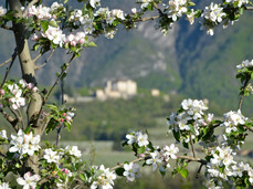 Fiorinda, Festival of Blossoming Apple Trees