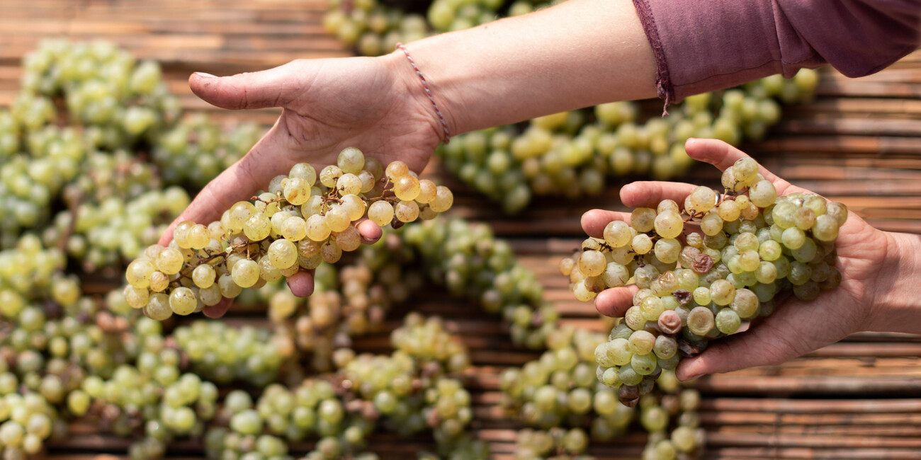 SPRING BREAKS IN THE VINEYARDS #4