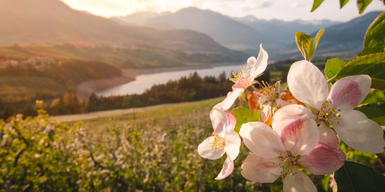 A JOURNEY THROUGH THE MOST SPECTACULAR ALPINE BLOOMS #1