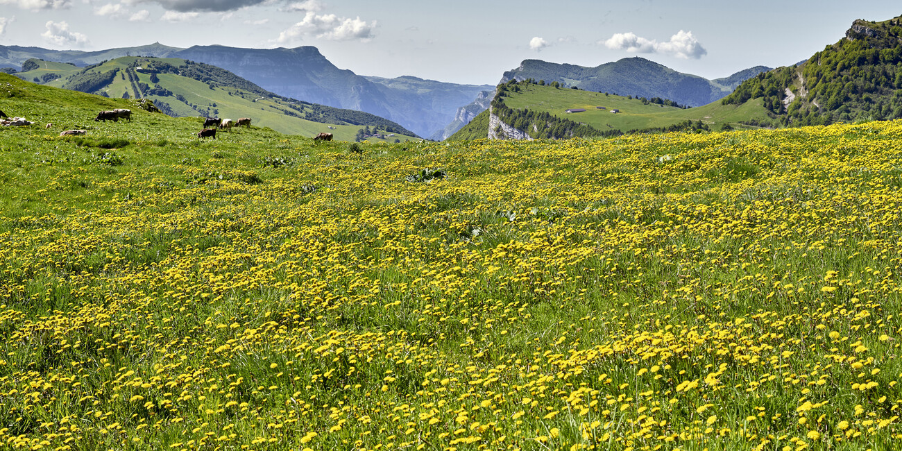 A JOURNEY THROUGH THE MOST SPECTACULAR ALPINE BLOOMS #3