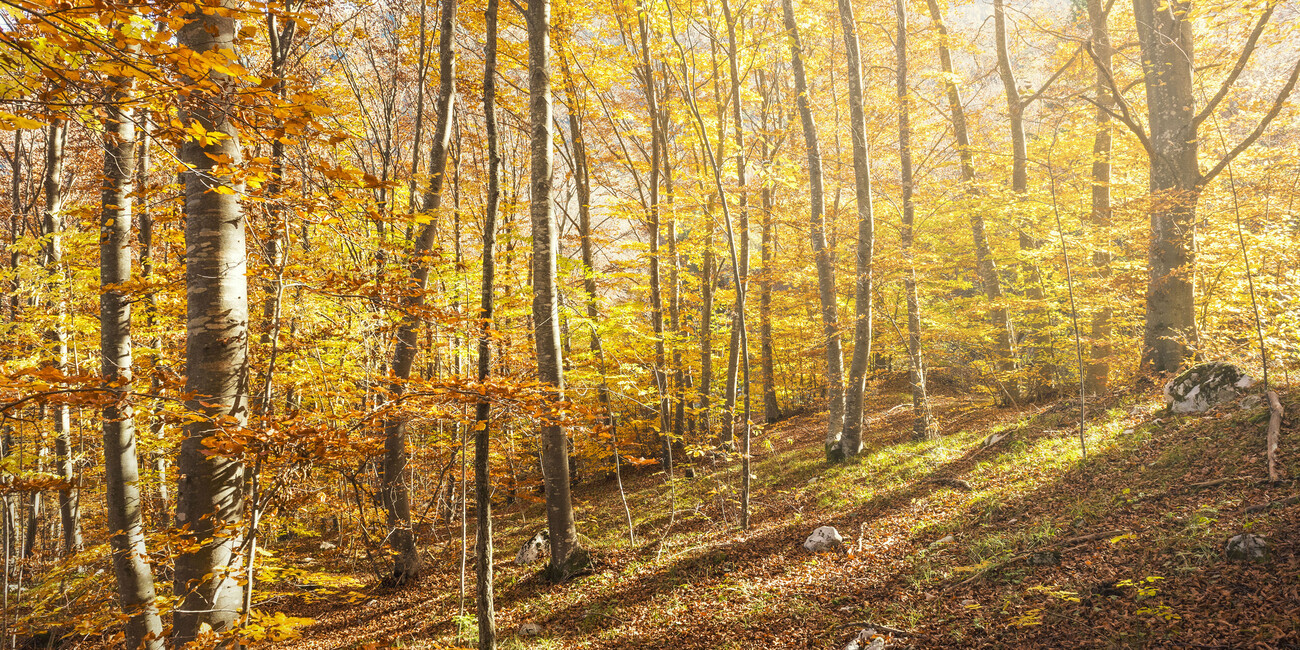 JELENÍ TROUBENÍ A VÝMĚNA LISTÍ, NÁDHERNÁ TRENTINSKÁ PODZIMNÍ PODÍVANÁ #1