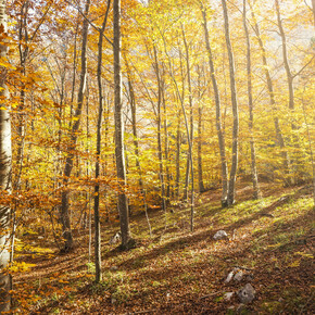 JELENÍ TROUBENÍ A VÝMĚNA LISTÍ, NÁDHERNÁ TRENTINSKÁ PODZIMNÍ...