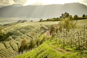 Einen Apfelbaum adoptieren im Trentino: Aktivitäten rund um den Apfel 