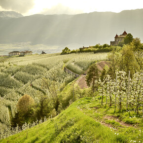 Einen Apfelbaum adoptieren im Trentino: Aktivitäten rund um den...