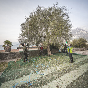 Im Trentino Garda befindet sich das nördlichste Olivenanbaugebiet...