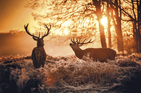 Der Herbst kommt: Jetzt wird’s bunt im Trentino 