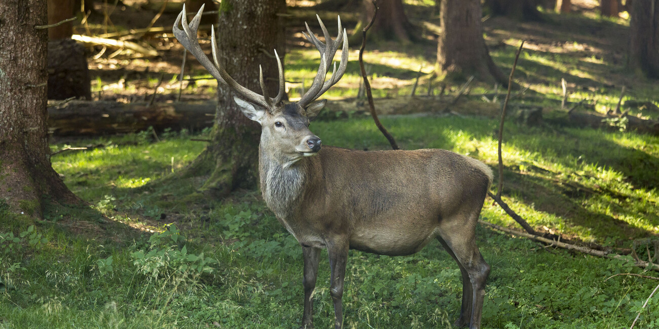 Nicht verpassen: Rothirsche in Love  #3