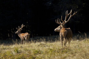 Nicht verpassen: Rothirsche in Love 