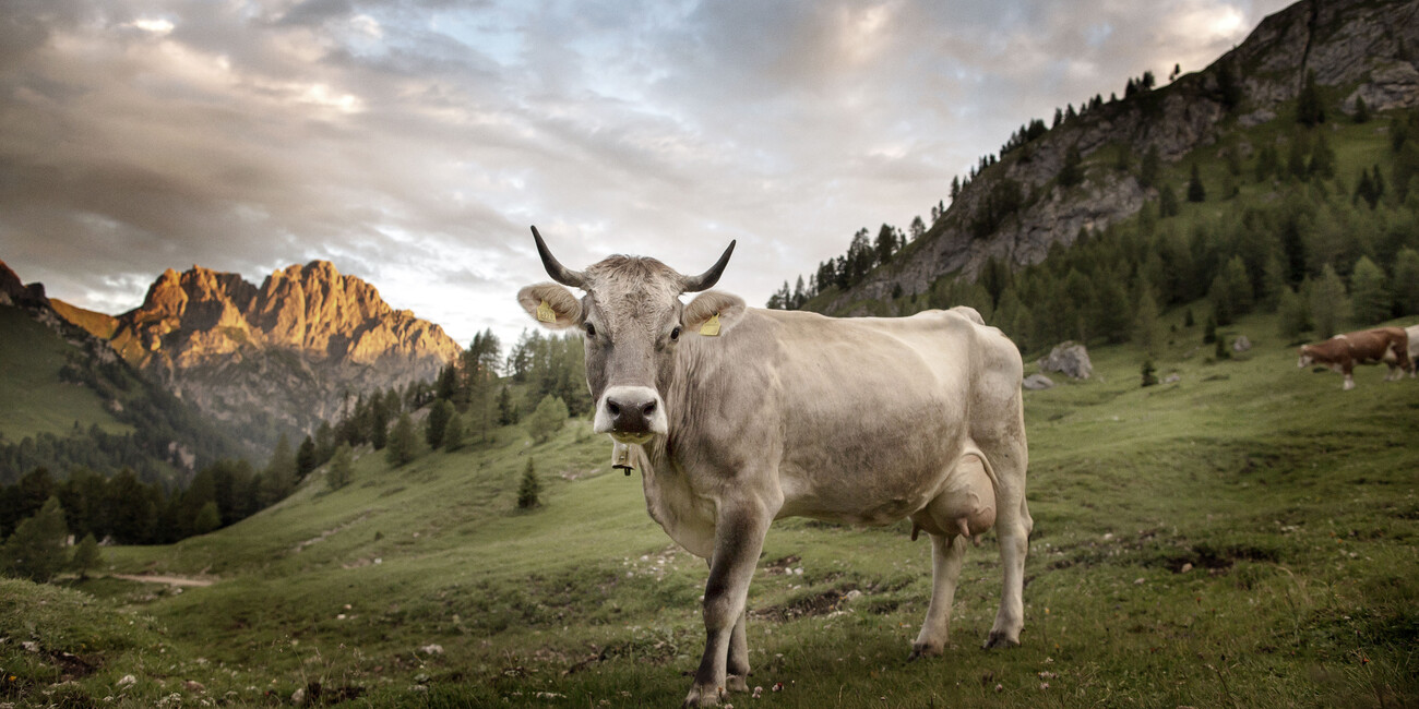 Food Festivals die das Herz begehrt  #2