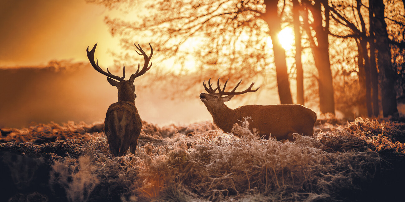 Autumn in Trentino: 10,000 deer take centre stage #1