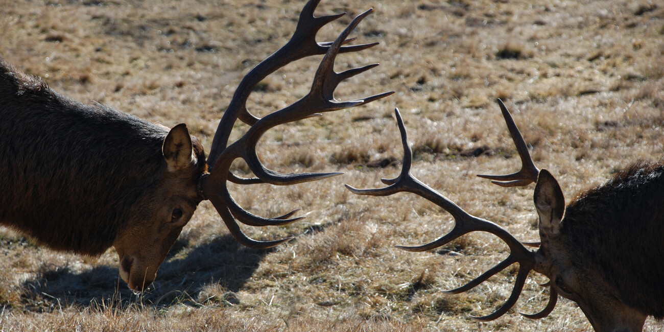 Autumn in Trentino: 10,000 deer take centre stage #2