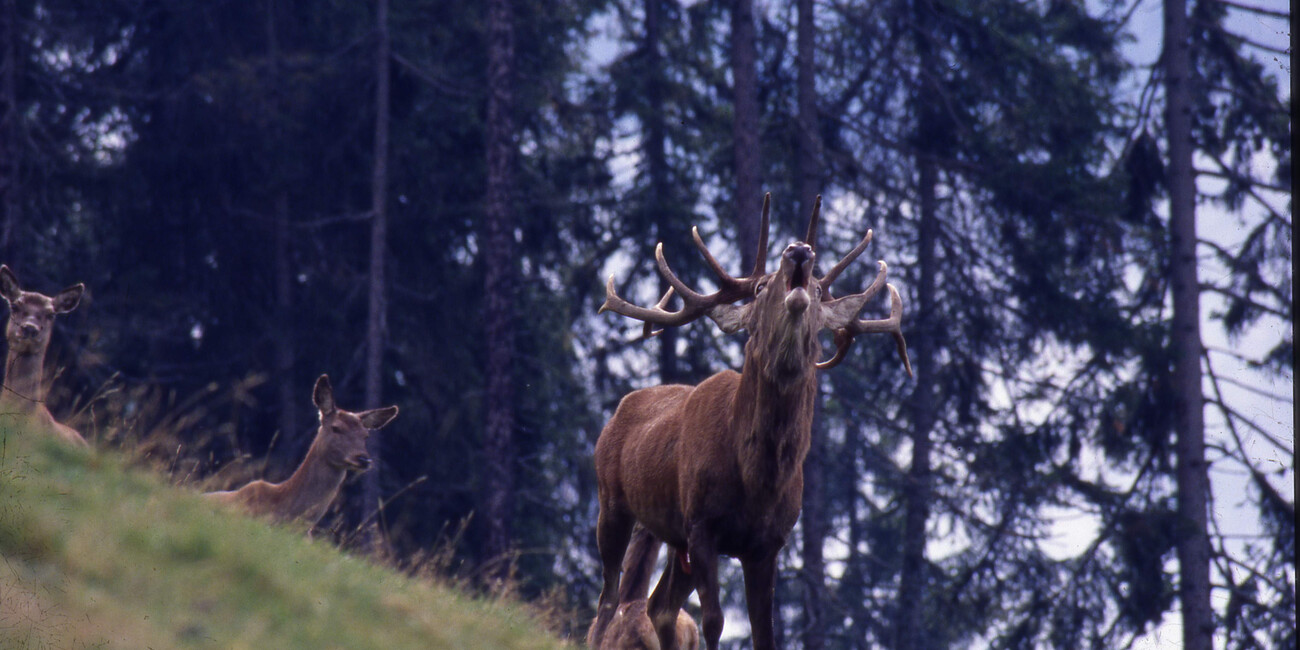 Autumn in Trentino: 10,000 deer take centre stage #3
