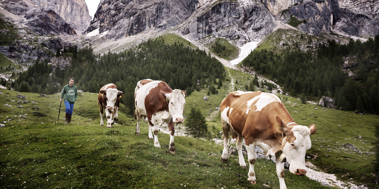 SUMMER FOOD EVENTS & OTHER STORIES #2