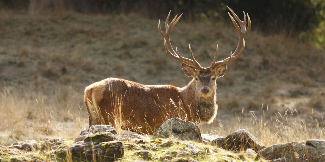 Autumn in Trentino: deer love songs and fascinating hikes #2